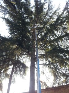 Abbattimento Alberi Macerata, Potatura Alberi Macerata, Giardiniere a Macerata, Manutenzione Del Verde a Macerata, Giardinaggio a Macerata Abbattimento Alberi Macerata, Potatura Alberi Macerata, Giardiniere a Macerata, Manutenzione Del Verde a Macerata, Giardinaggio a Macerata