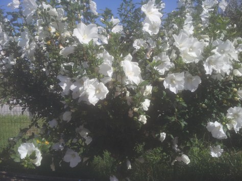 Giardiniere a Macerata, Manutenzione Del Verde a Macerata