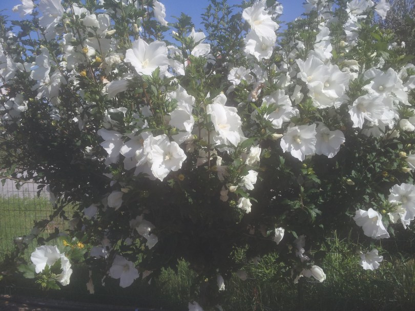 Giardiniere Macerata, Manutenzione Del Verde