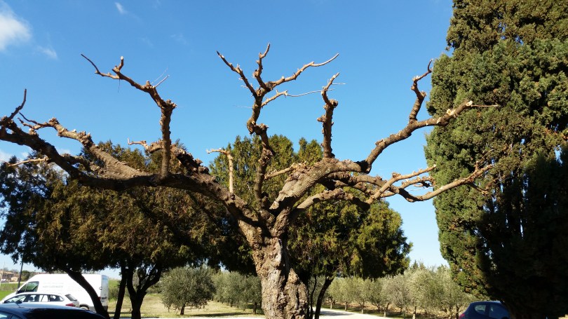 Giardiniere a Macerata, Potatura alberi, Potatura moro