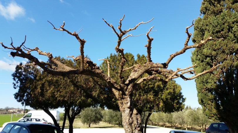 Giardiniere a Macerata, Potatura alberi, Potatura moro