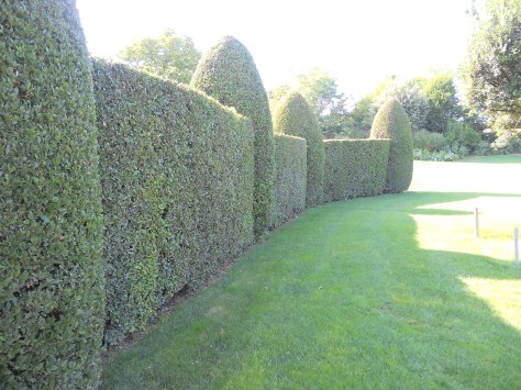 Giardiniere a Macerata, Potatura Alberi Macerata, Manutenzione Del Verde Macerata