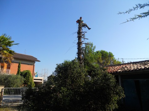 Abbattimenti alberi Macerata, Potatura alberi Macerata