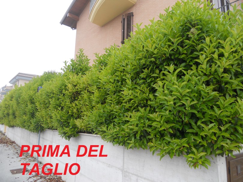 Giardiniere a Macerata, Giardinaggio a Macerata, Manutenzione del verde a Macerata