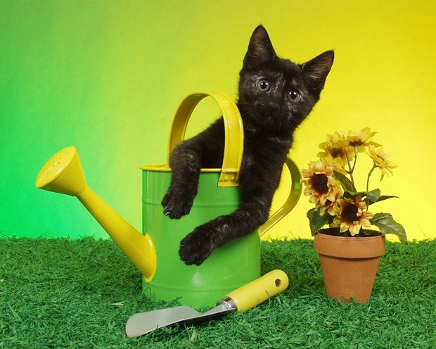 Giardiniere a Macerata, Manutenzione Del Verde a Macerata, Giardinaggio a Macerata