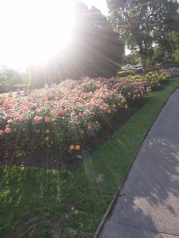 Giardiniere Macerata, Manutenzione del Verde Macerata