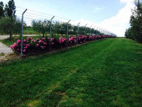 Giardiniere Macerata (Prato, Rose e Olivi)