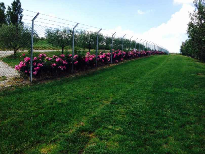 Giardiniere Macerata (Prato Rose e Olivi)
