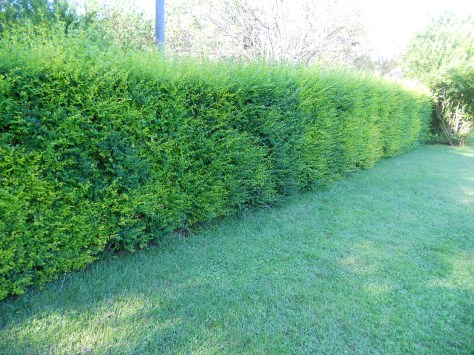 Giardiniere Macerata, Manutenzione Del Verde Macerata,Giardinaggio Macerata