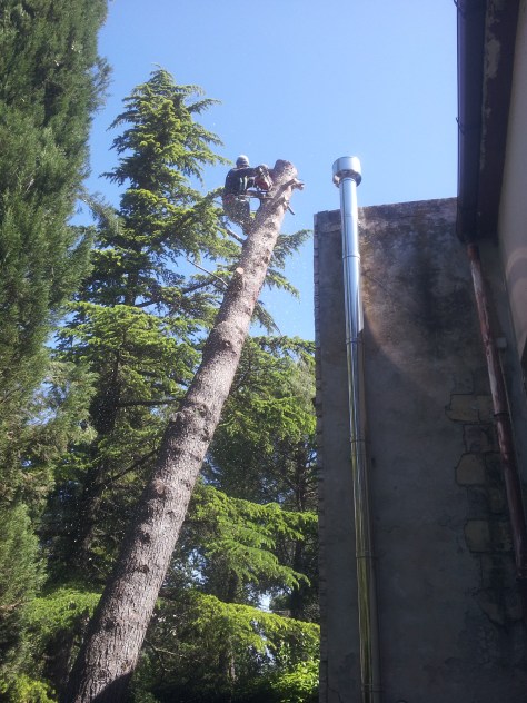 Abbattimento Alberi Macerata