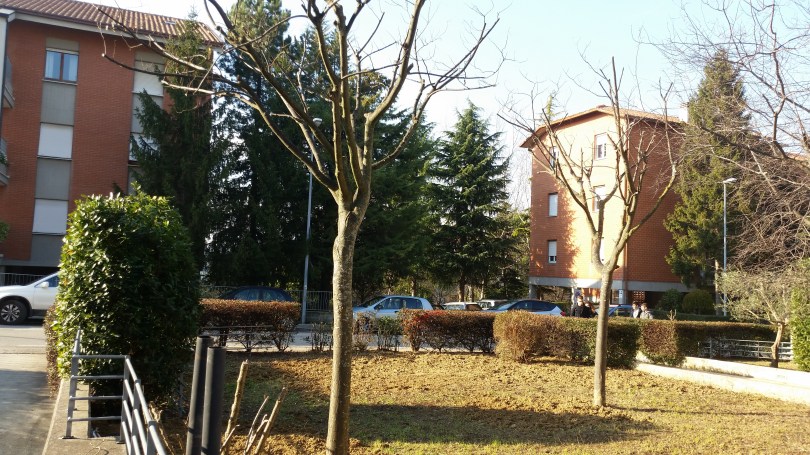 Taglio siepi Macerata, Potatura alberi Macerata
