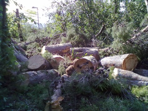 Abbattimento Alberi Macerata