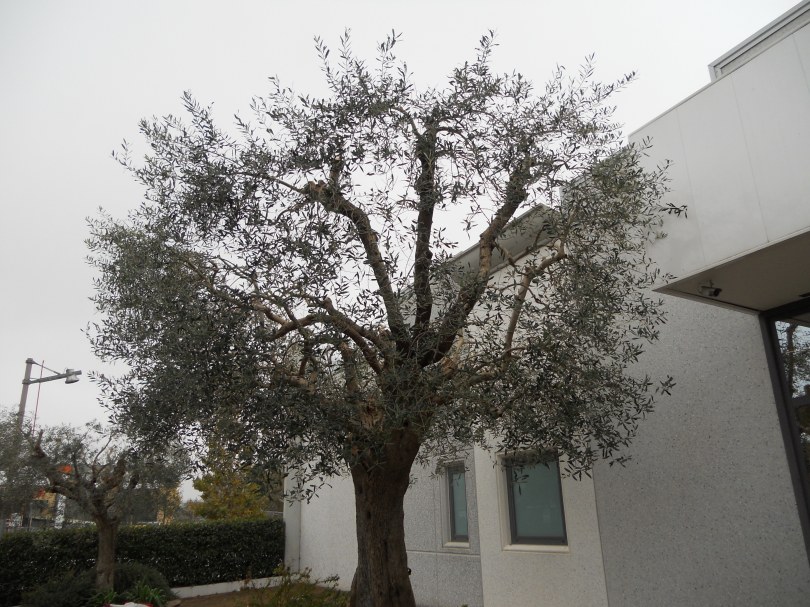 Potatura olivi Macerata, Giardiniere a Macerata, Giardinaggio Macerata