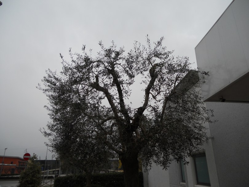 Potatura olivi Macerata, Giardiniere a Macerata, Giardinaggio Macerata