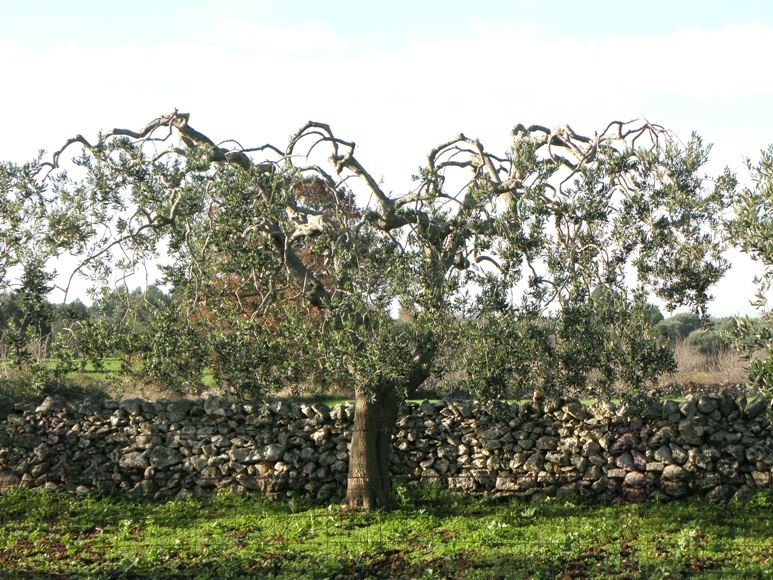 Potatura Olivi, Giardiniere a Macerata