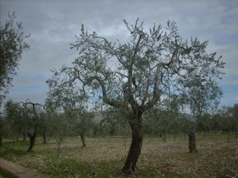 Potatura Olivi, Giardiniere a Macerata