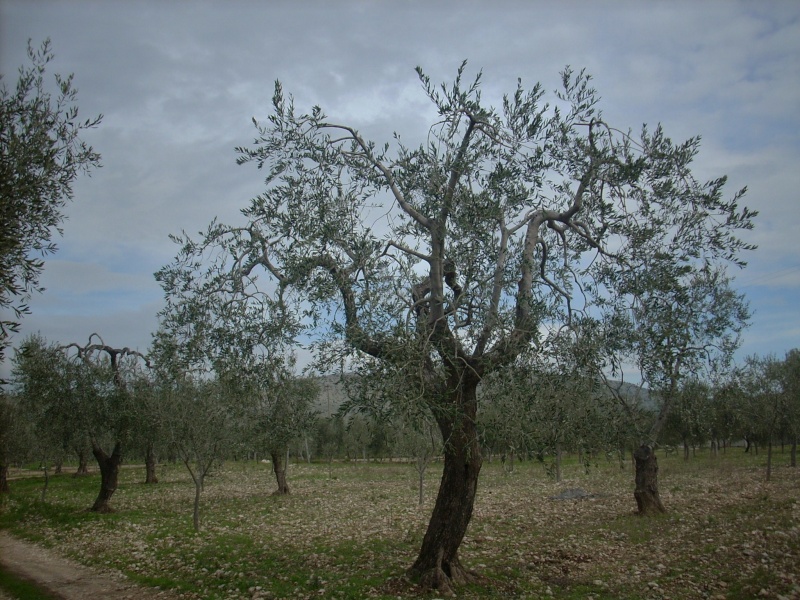 Potatura Olivi, Giardiniere a Macerata