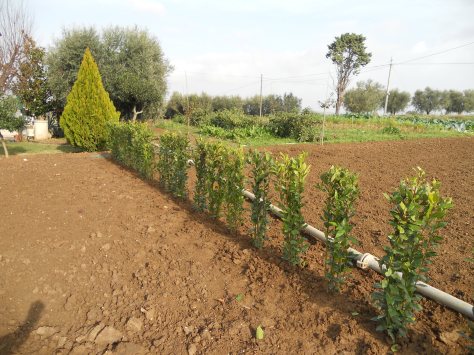 Progettazione giardini Macerata, Creazione giardini Macerata