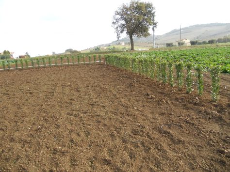 Progettazione giardini Macerata, Creazione giardini Macerata