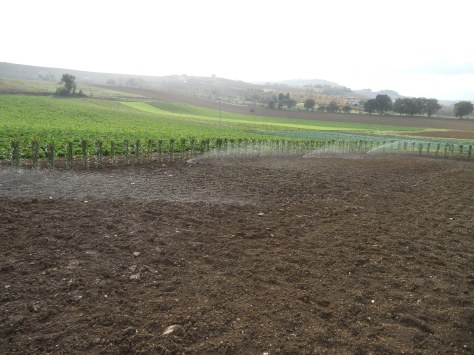 Progettazione giardini Macerata, Creazione giardini Macerata