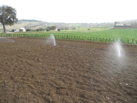 Progettazione giardini Macerata, Creazione giardini Macerata
