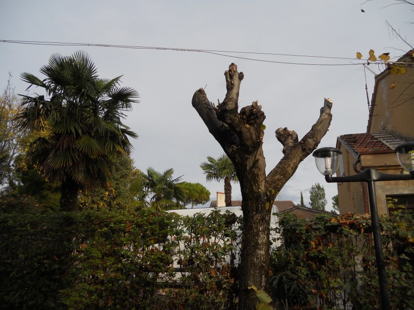 Giardiniere a Macerata, Potatura alberi (Tiglio)