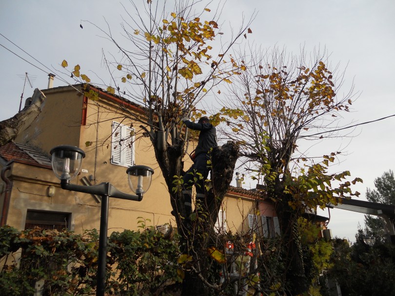 Giardiniere a Macerata, Potatura alberi (Tiglio)