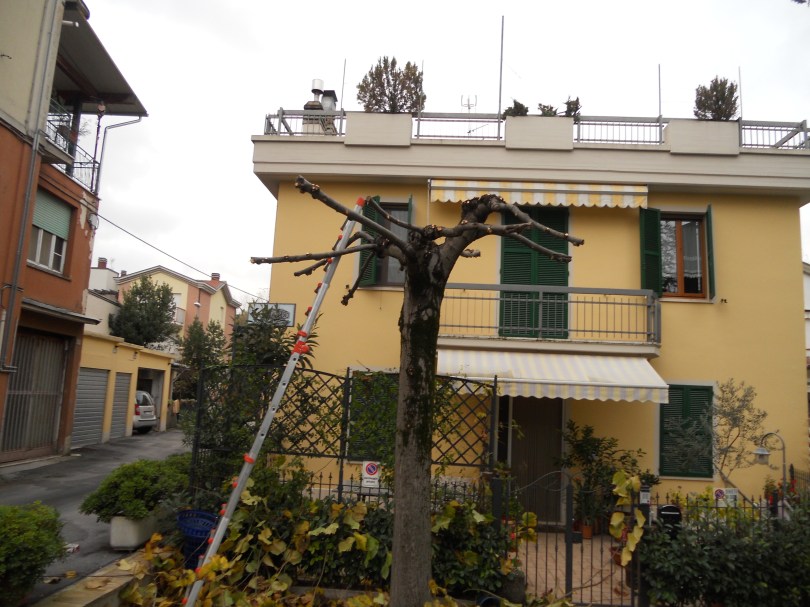 Giardiniere a Macerata, Potatura alberi (Tiglio)